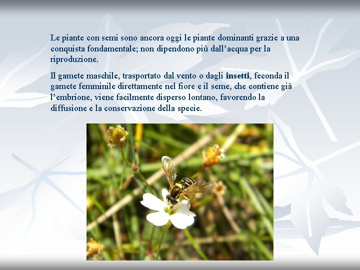 Le piante con semi sono ancora oggi le piante dominanti grazie a una conquista