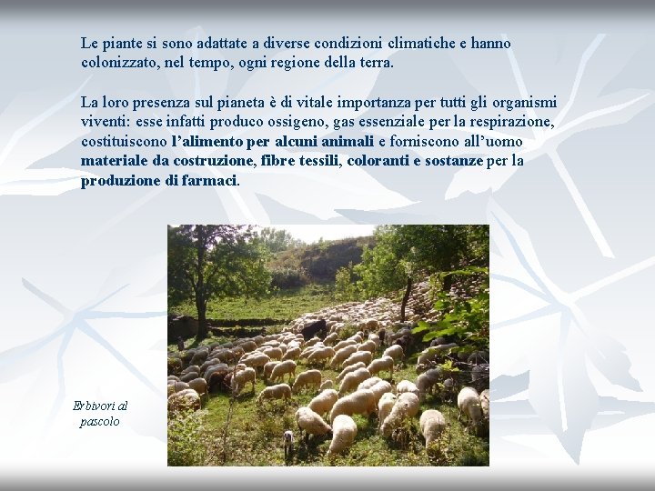 Le piante si sono adattate a diverse condizioni climatiche e hanno colonizzato, nel tempo,