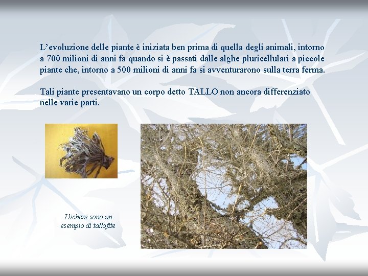 L’evoluzione delle piante è iniziata ben prima di quella degli animali, intorno a 700