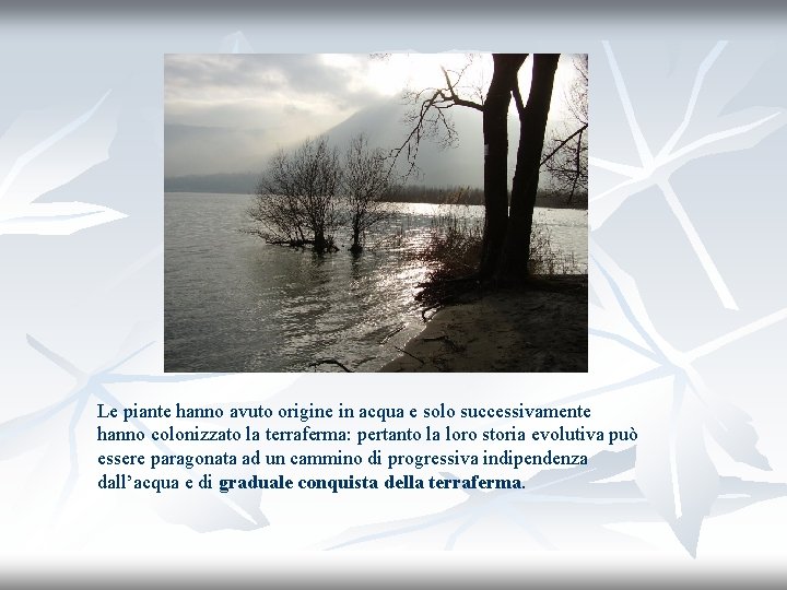 Le piante hanno avuto origine in acqua e solo successivamente hanno colonizzato la terraferma:
