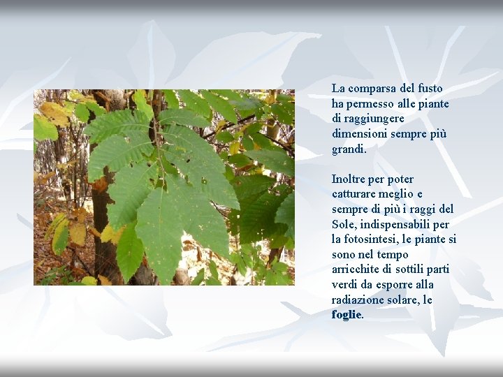 La comparsa del fusto ha permesso alle piante di raggiungere dimensioni sempre più grandi.