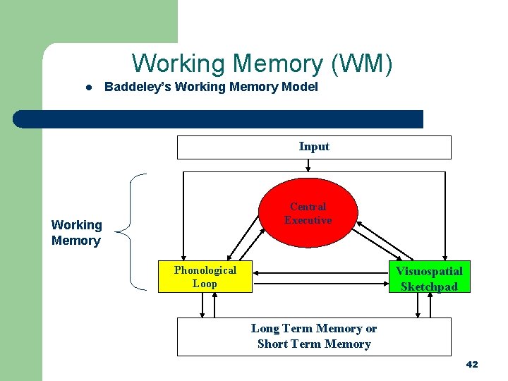 Working Memory (WM) l Baddeley’s Working Memory Model Input Central Executive Working Memory Phonological