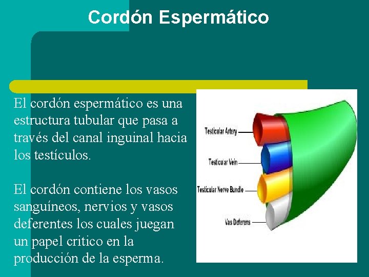 Cordón Espermático El cordón espermático es una estructura tubular que pasa a través del