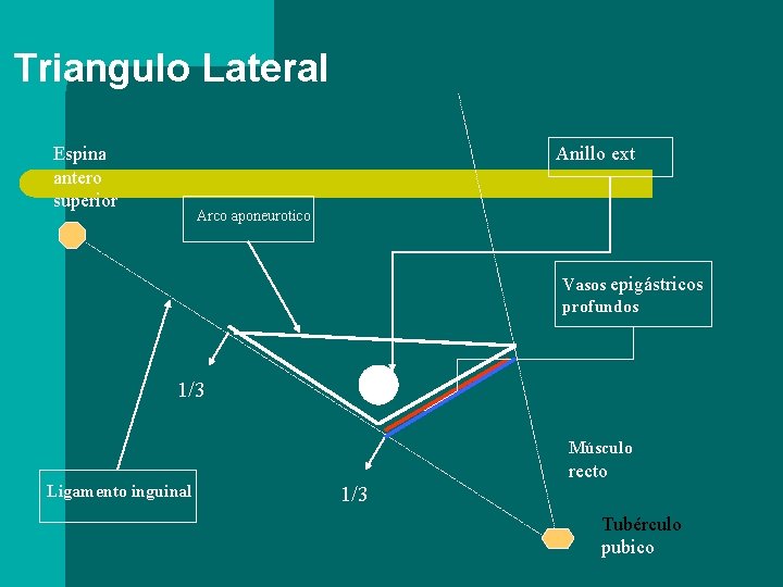 Triangulo Lateral Espina antero superior Anillo ext Arco aponeurotico Vasos epigástricos profundos 1/3 Músculo