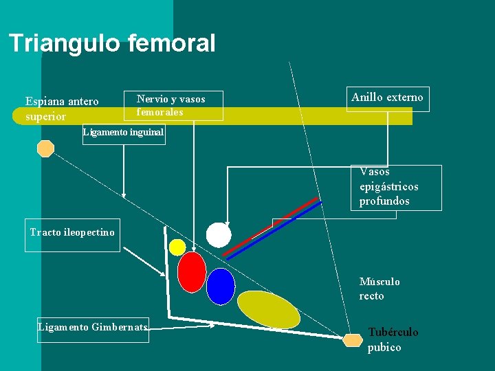 Triangulo femoral Espiana antero superior Nervio y vasos femorales Anillo externo Ligamento inguinal Vasos