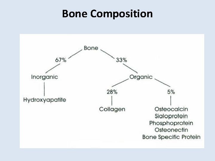 Bone Composition 