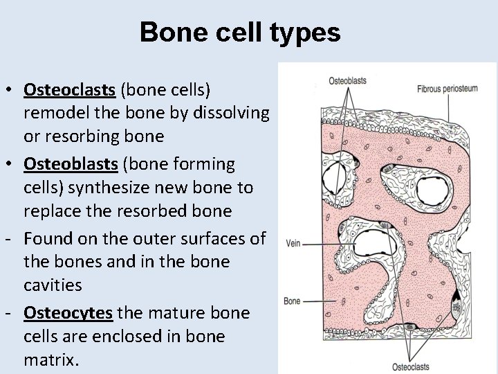 Bone cell types • Osteoclasts (bone cells) remodel the bone by dissolving or resorbing