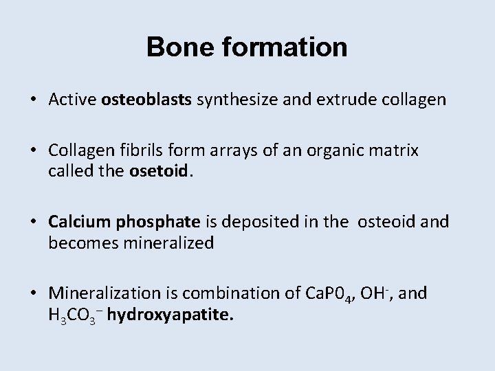 Bone formation • Active osteoblasts synthesize and extrude collagen • Collagen fibrils form arrays