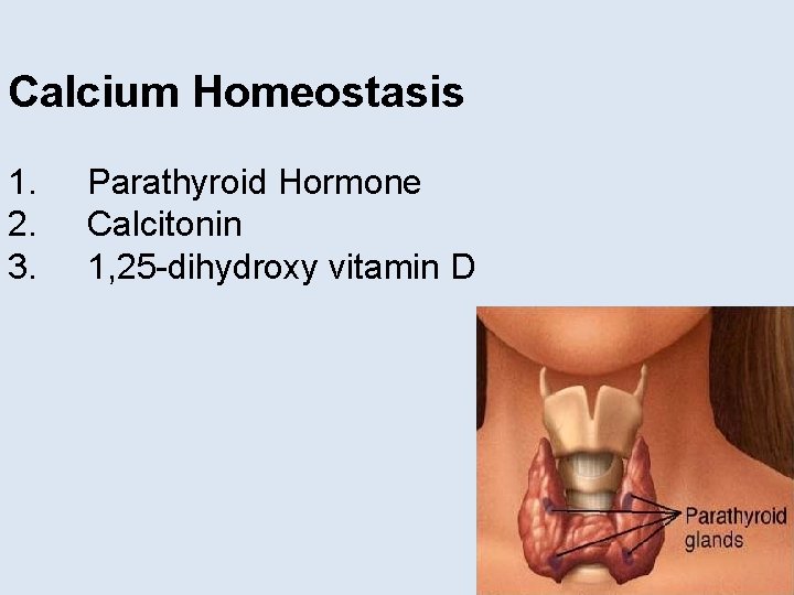 Calcium Homeostasis 1. 2. 3. Parathyroid Hormone Calcitonin 1, 25 -dihydroxy vitamin D 