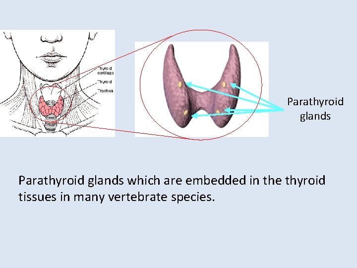 Parathyroid glands which are embedded in the thyroid tissues in many vertebrate species. 