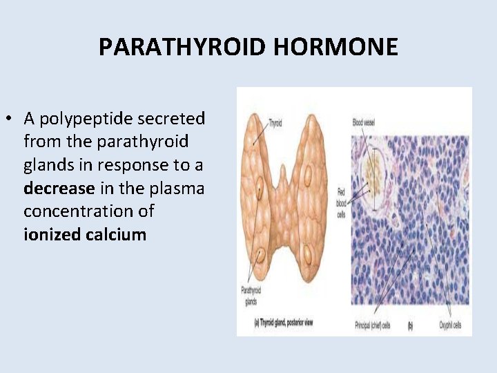 PARATHYROID HORMONE • A polypeptide secreted from the parathyroid glands in response to a