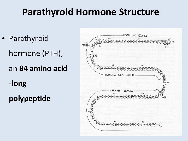 Parathyroid Hormone Structure • Parathyroid hormone (PTH), an 84 amino acid -long polypeptide 