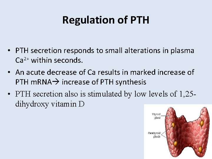 Regulation of PTH • PTH secretion responds to small alterations in plasma Ca 2+