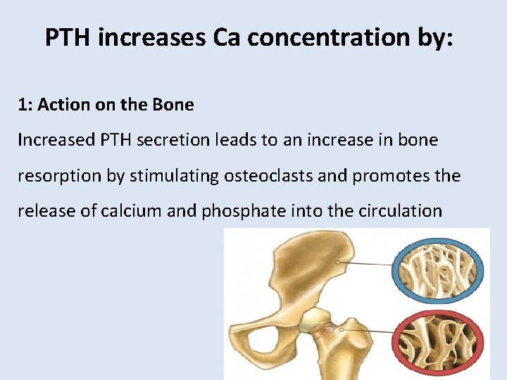 PTH increases Ca concentration by: 1: Action on the Bone Increased PTH secretion leads