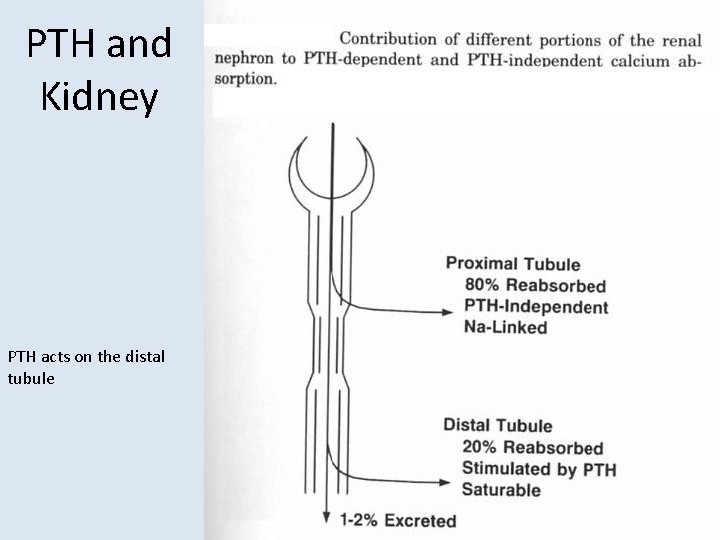 PTH and Kidney PTH acts on the distal tubule 