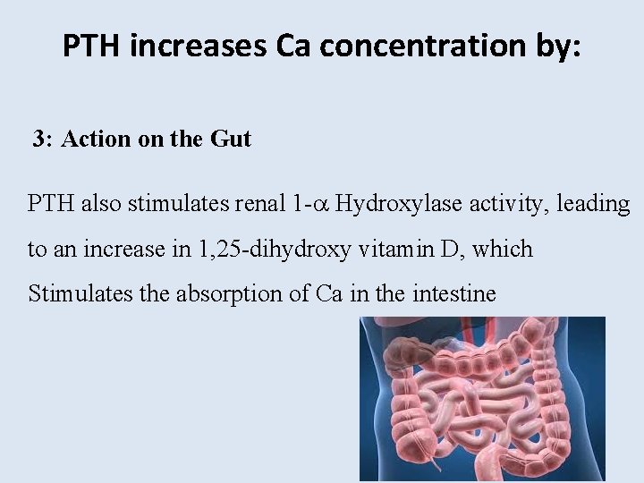 PTH increases Ca concentration by: 3: Action on the Gut PTH also stimulates renal