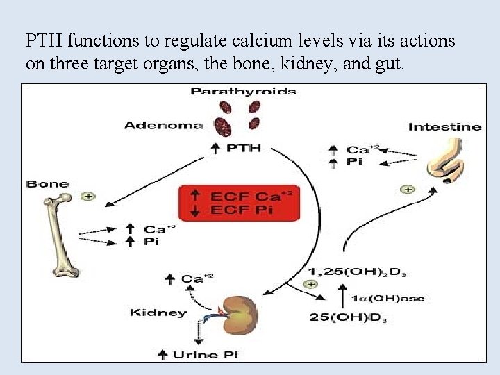 PTH functions to regulate calcium levels via its actions on three target organs, the