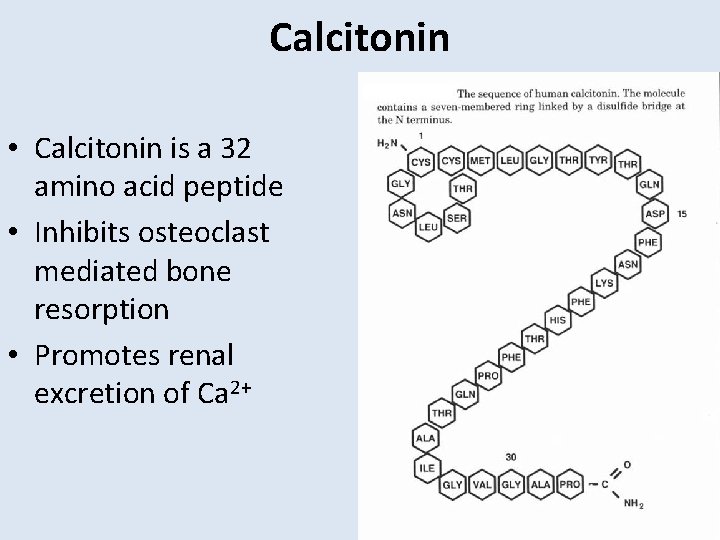 Calcitonin • Calcitonin is a 32 amino acid peptide • Inhibits osteoclast mediated bone