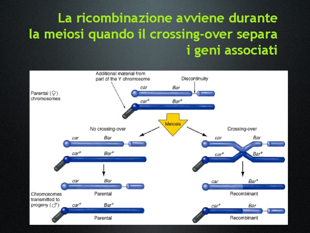 La ricombinazione avviene durante la meiosi quando il crossing-over separa i geni associati La ricombinazione avviene durante la meiosi quando il crossing-over separa i geni associati