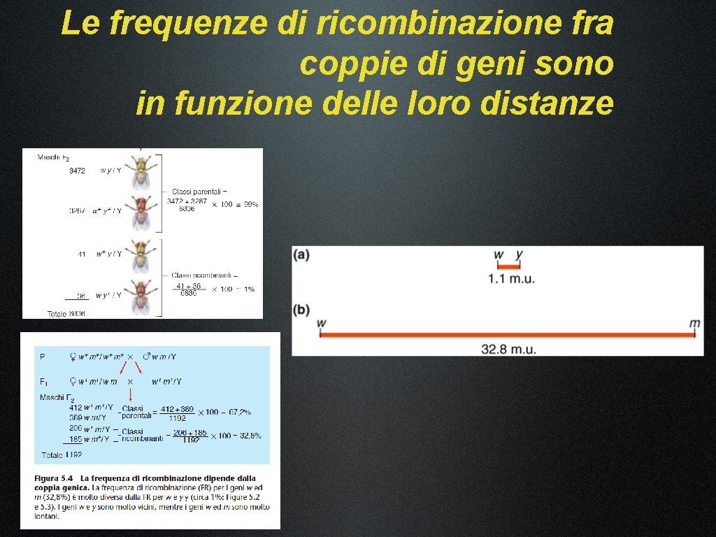 Le frequenze di ricombinazione fra coppie di geni sono in funzione delle loro distanze Le frequenze di ricombinazione fra coppie di geni sono in funzione delle loro distanze