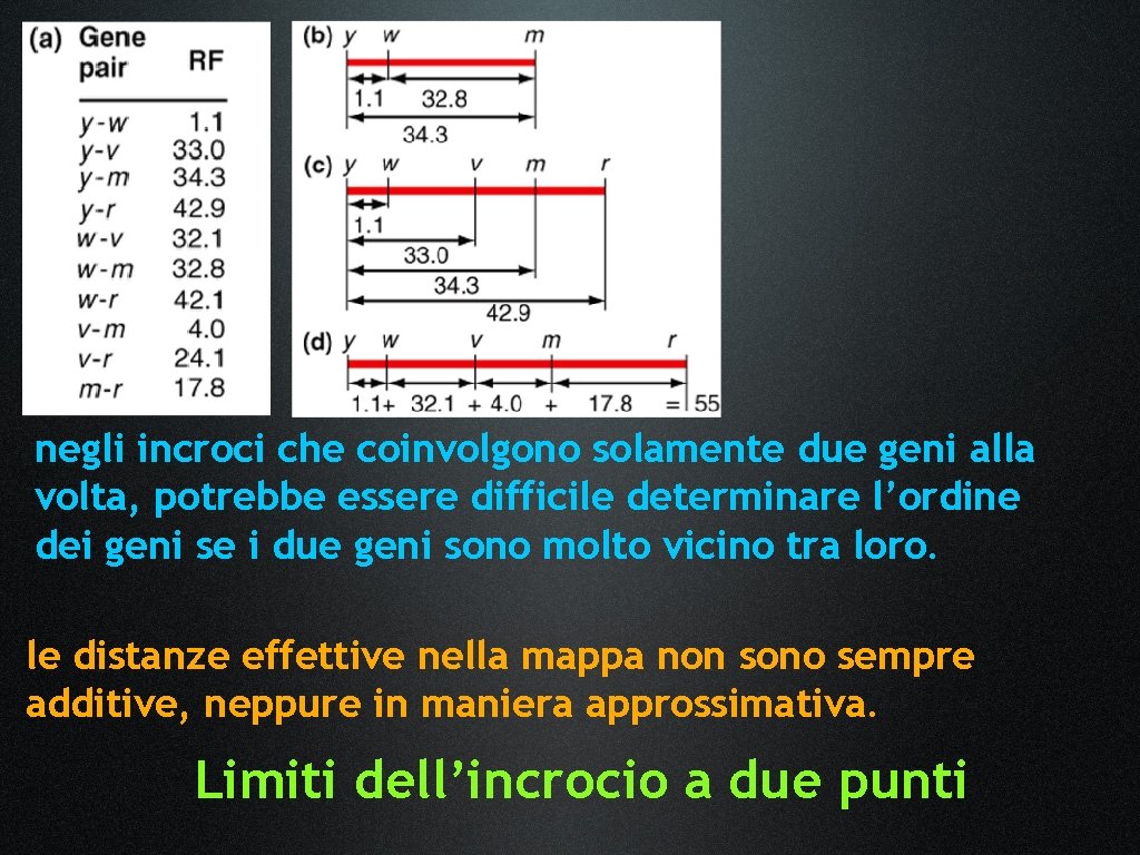negli incroci che coinvolgono solamente due geni alla volta, potrebbe essere difficile determinare l’ordine negli incroci che coinvolgono solamente due geni alla volta, potrebbe essere difficile determinare l’ordine