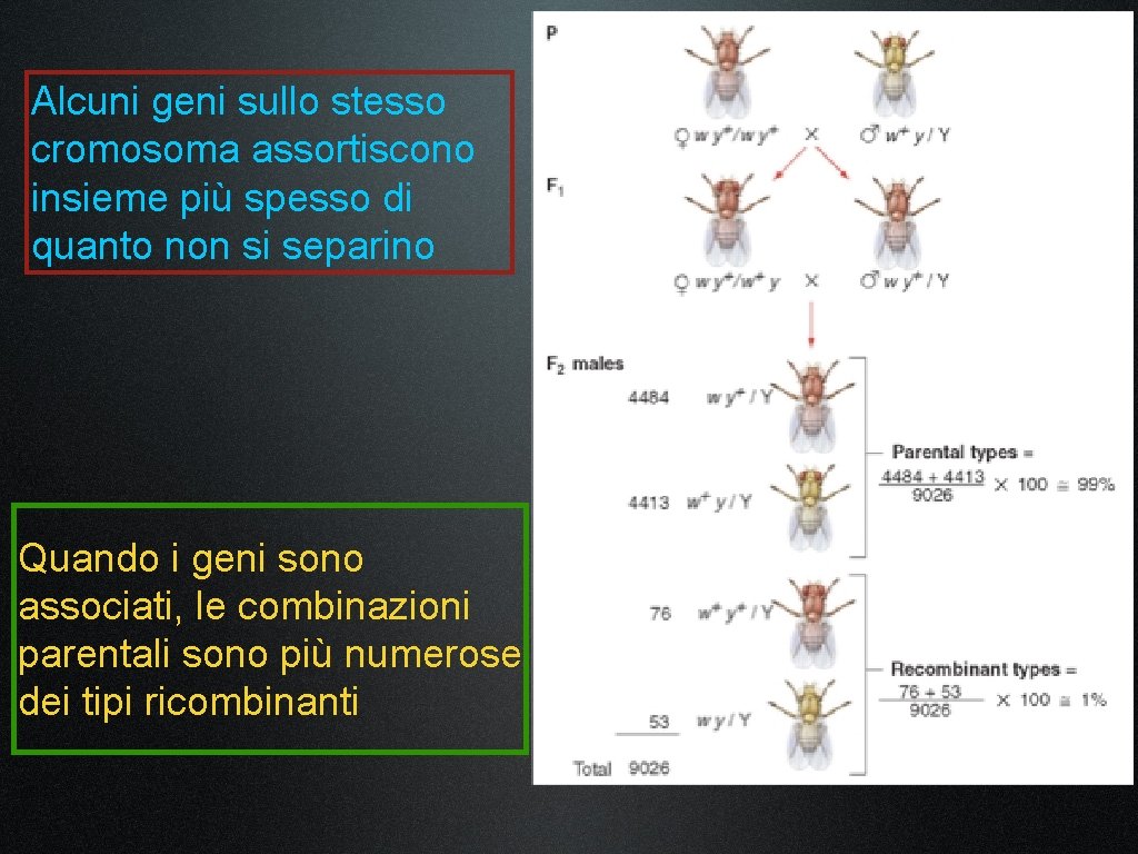 Alcuni geni sullo stesso cromosoma assortiscono insieme più spesso di quanto non si separino Alcuni geni sullo stesso cromosoma assortiscono insieme più spesso di quanto non si separino
