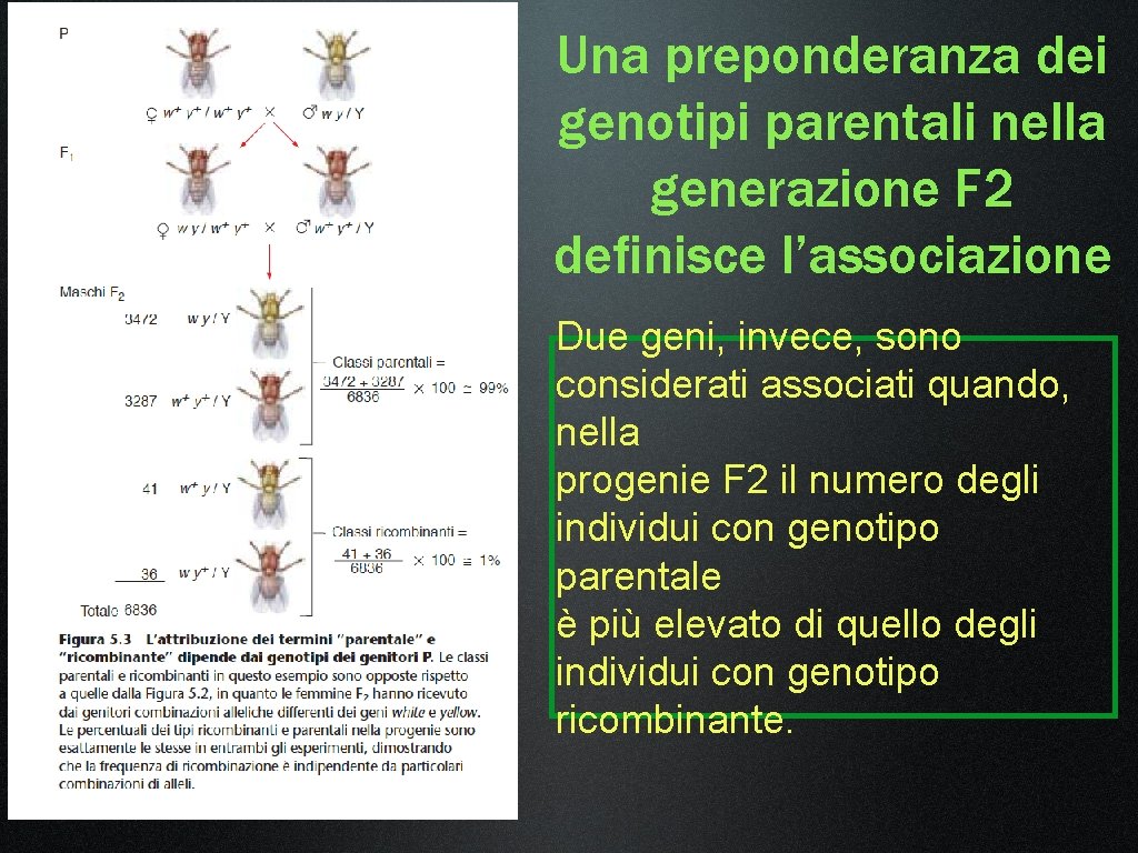 Una preponderanza dei genotipi parentali nella generazione F 2 definisce l’associazione Due geni, invece, Una preponderanza dei genotipi parentali nella generazione F 2 definisce l’associazione Due geni, invece,