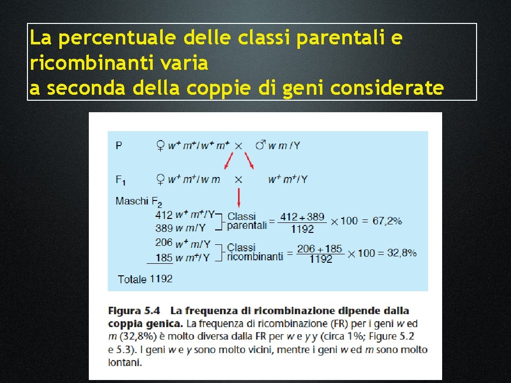 La percentuale delle classi parentali e ricombinanti varia a seconda della coppie di geni La percentuale delle classi parentali e ricombinanti varia a seconda della coppie di geni