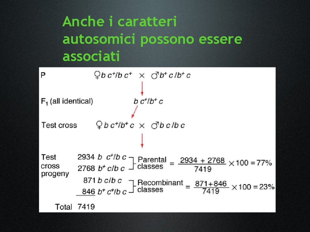 Anche i caratteri autosomici possono essere associati Anche i caratteri autosomici possono essere associati