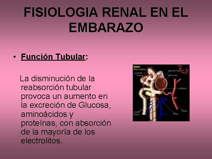 FISIOLOGIA RENAL EN EL EMBARAZO • Función Tubular: La disminución de la reabsorción tubular