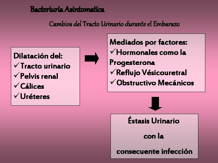 Bacteriuria Asintomatica Cambios del Tracto Urinario durante el Embarazo Dilatación del: üTracto urinario üPelvis