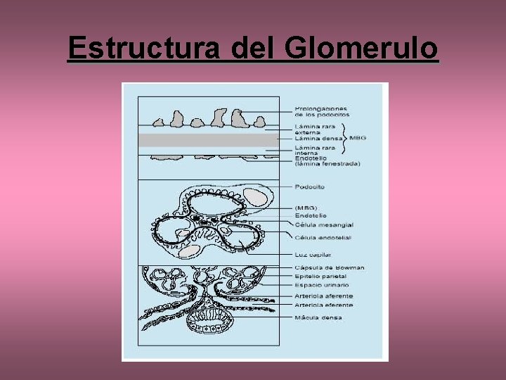 Estructura del Glomerulo 