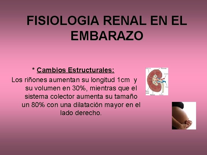 FISIOLOGIA RENAL EN EL EMBARAZO * Cambios Estructurales: Los riñones aumentan su longitud 1