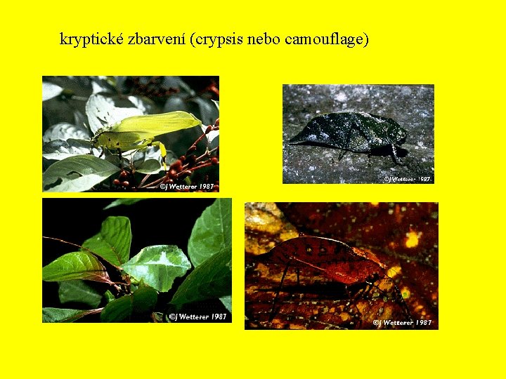 kryptické zbarvení (crypsis nebo camouflage) 