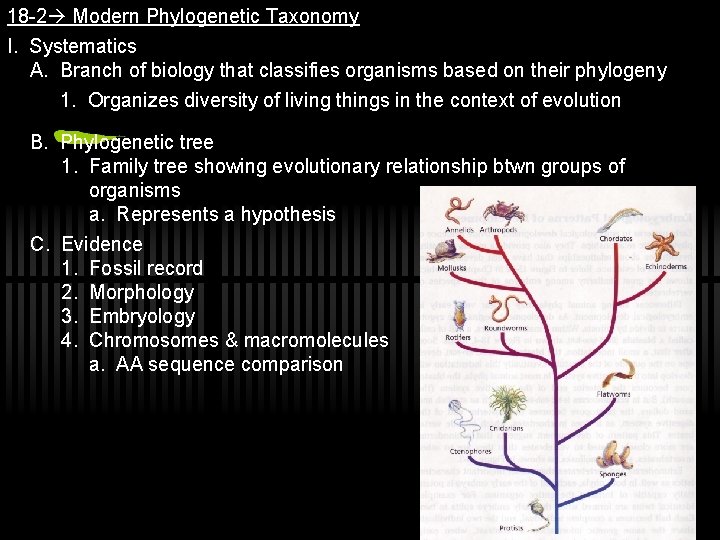18 -2 Modern Phylogenetic Taxonomy I. Systematics A. Branch of biology that classifies organisms