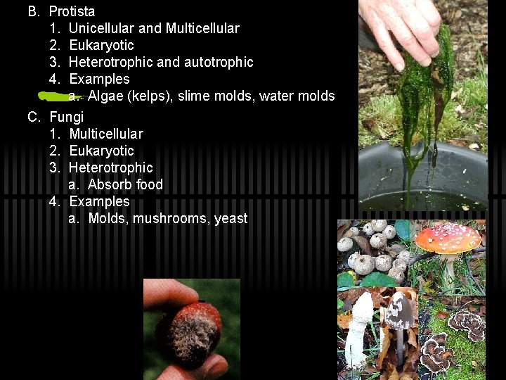 B. Protista 1. Unicellular and Multicellular 2. Eukaryotic 3. Heterotrophic and autotrophic 4. Examples