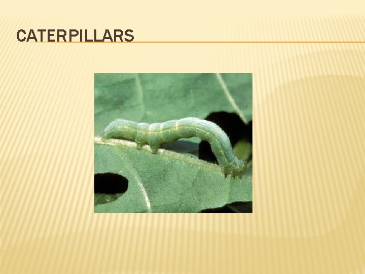 CATERPILLARS 