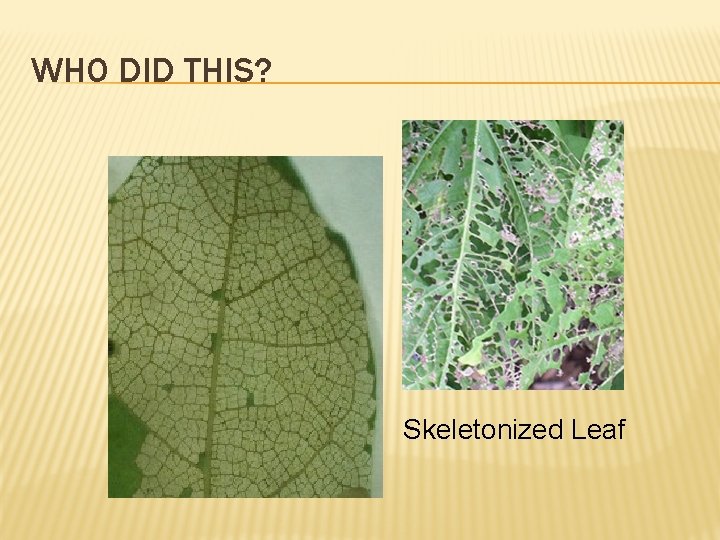 WHO DID THIS? Skeletonized Leaf 