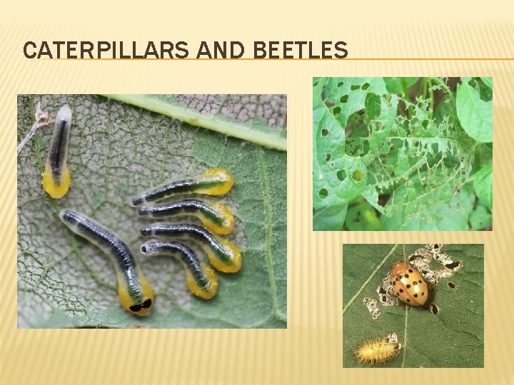 CATERPILLARS AND BEETLES 