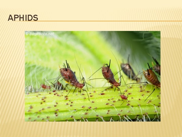 APHIDS 