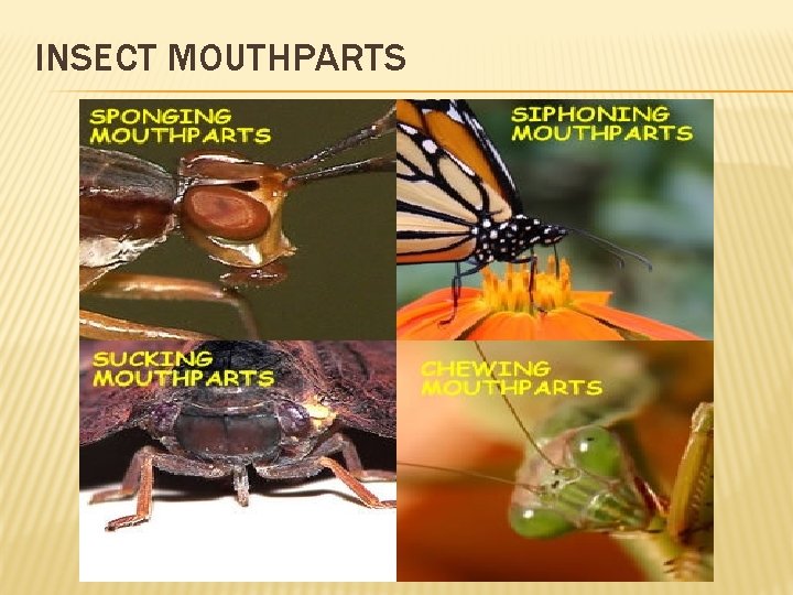 INSECT MOUTHPARTS 