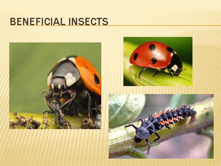 BENEFICIAL INSECTS 