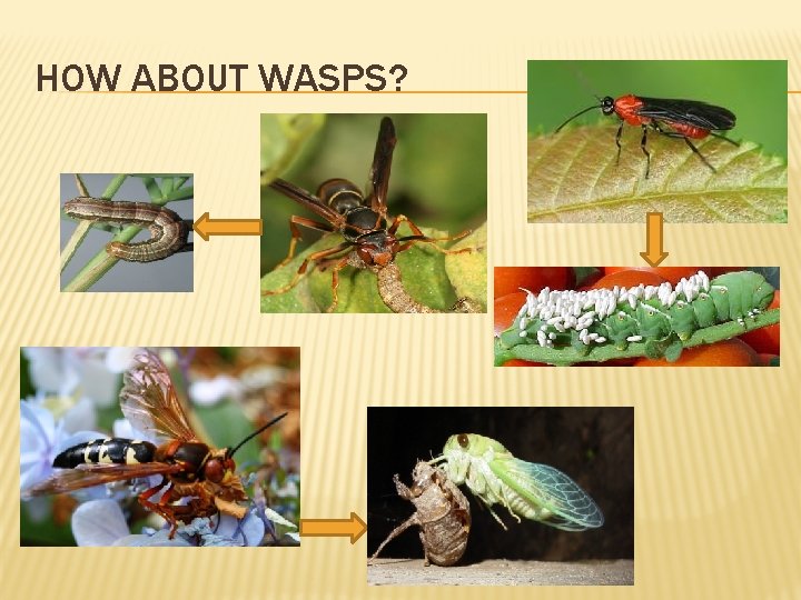 HOW ABOUT WASPS? 