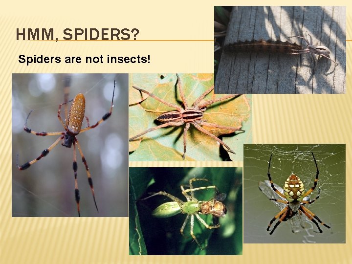 HMM, SPIDERS? Spiders are not insects! 