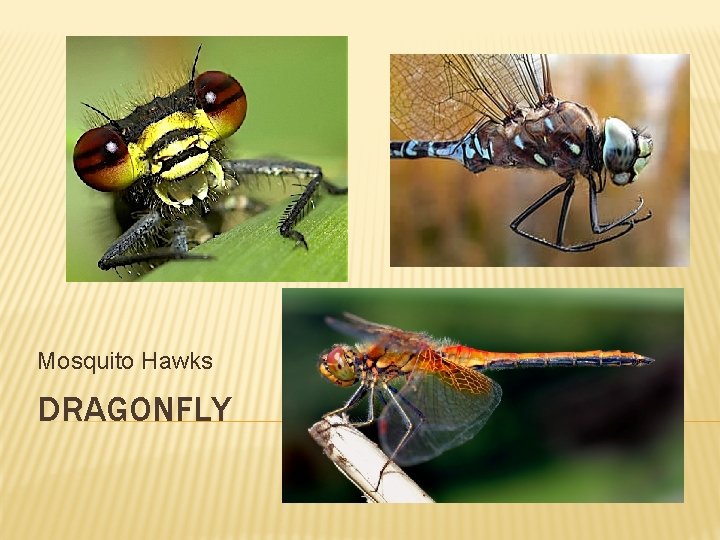 Mosquito Hawks DRAGONFLY 