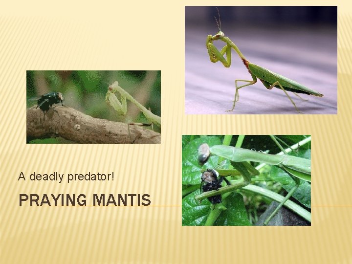 A deadly predator! PRAYING MANTIS 