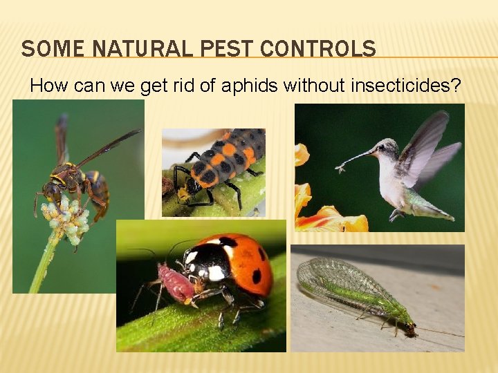 SOME NATURAL PEST CONTROLS How can we get rid of aphids without insecticides? 