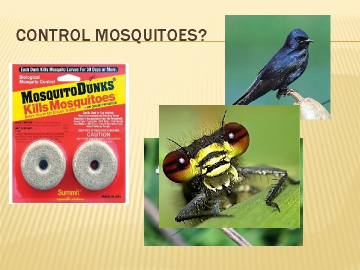 CONTROL MOSQUITOES? 