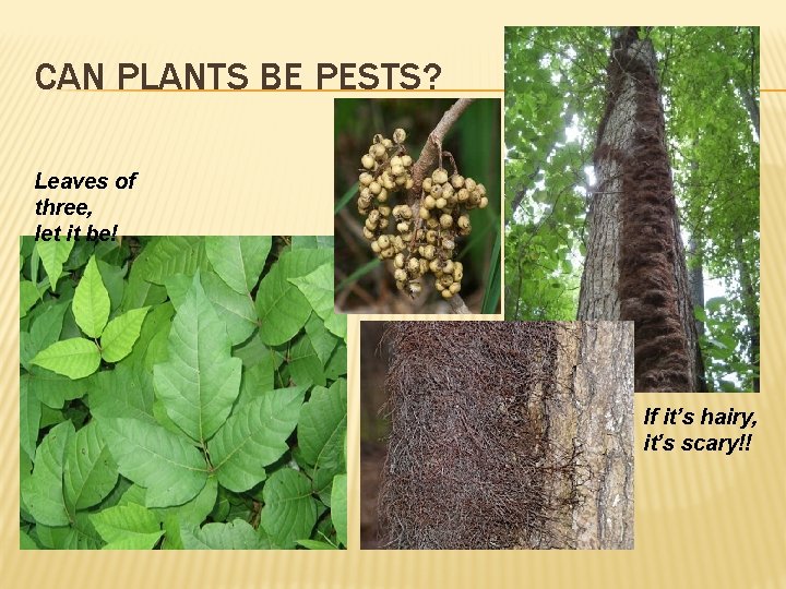 CAN PLANTS BE PESTS? Leaves of three, let it be! If it’s hairy, it’s