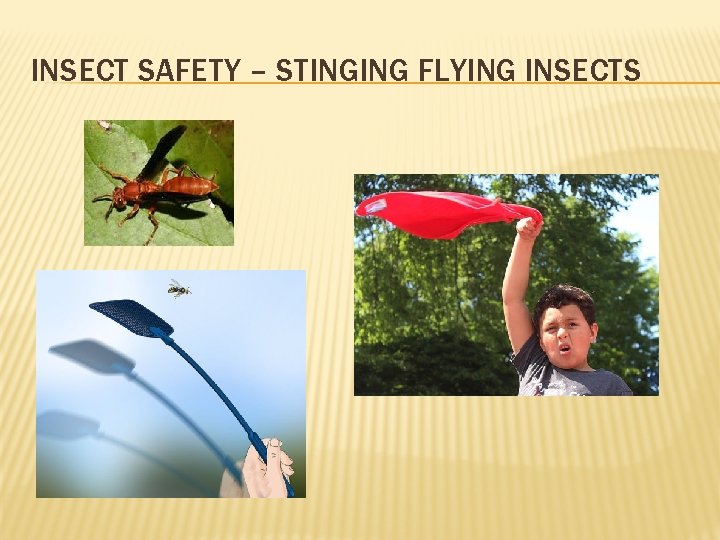 INSECT SAFETY – STINGING FLYING INSECTS 